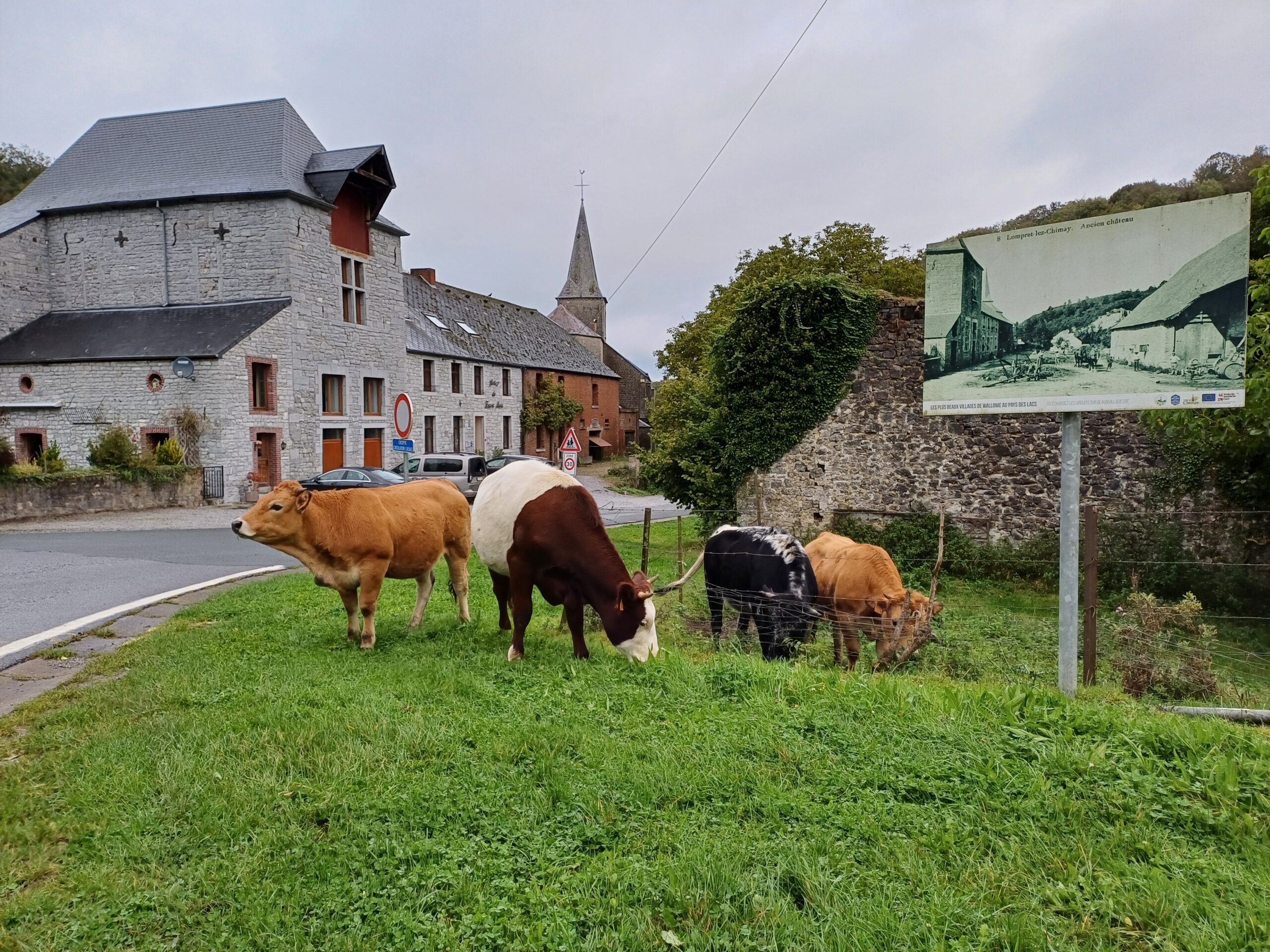 Vaches dans le pré au cœur du village de Lompret